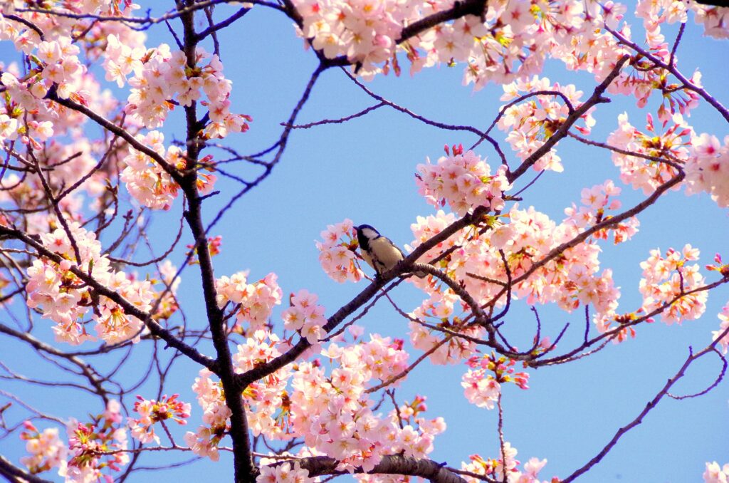 bird sitting on brand among cherry blossoms